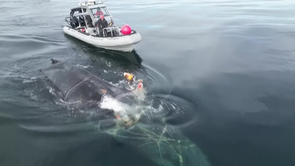 Severely entangled whale freed from fishing ropes in Canada | Reuters