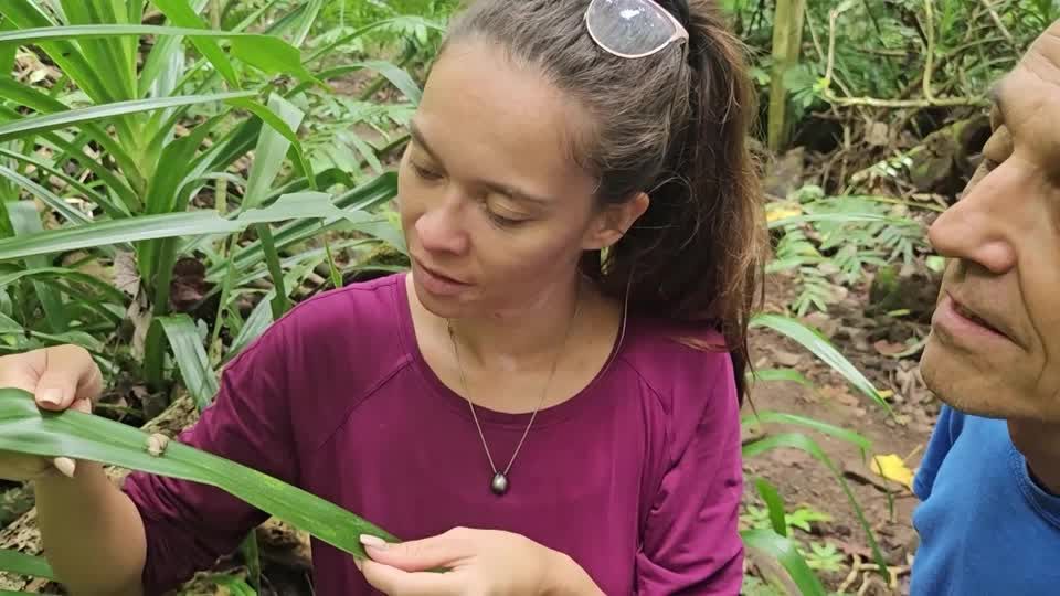 Once-extinct snail species found after 40 years in French Polynesia ...