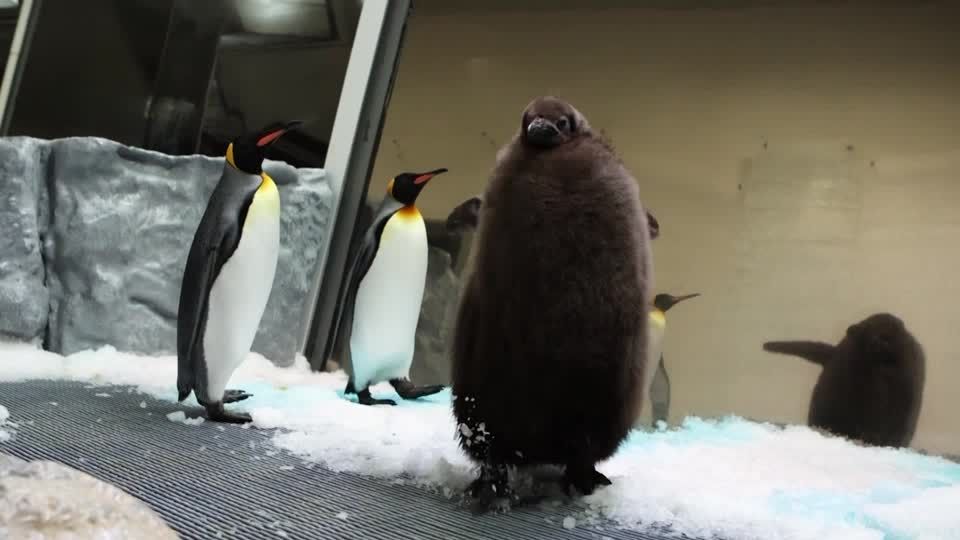 キングペンギンの巨大なひなが豪水族館で人気 体重は22キロ超、親の2倍