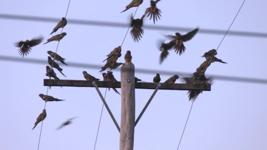 Argentine town battles a parrot invasion | Reuters
