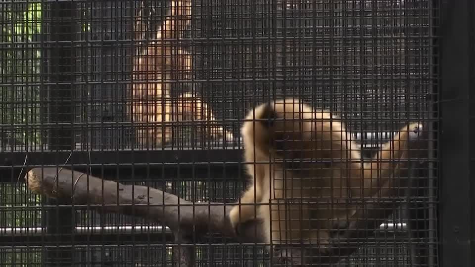 Hong Kong says soil infection killed monkeys as 11th dies at zoo | Reuters