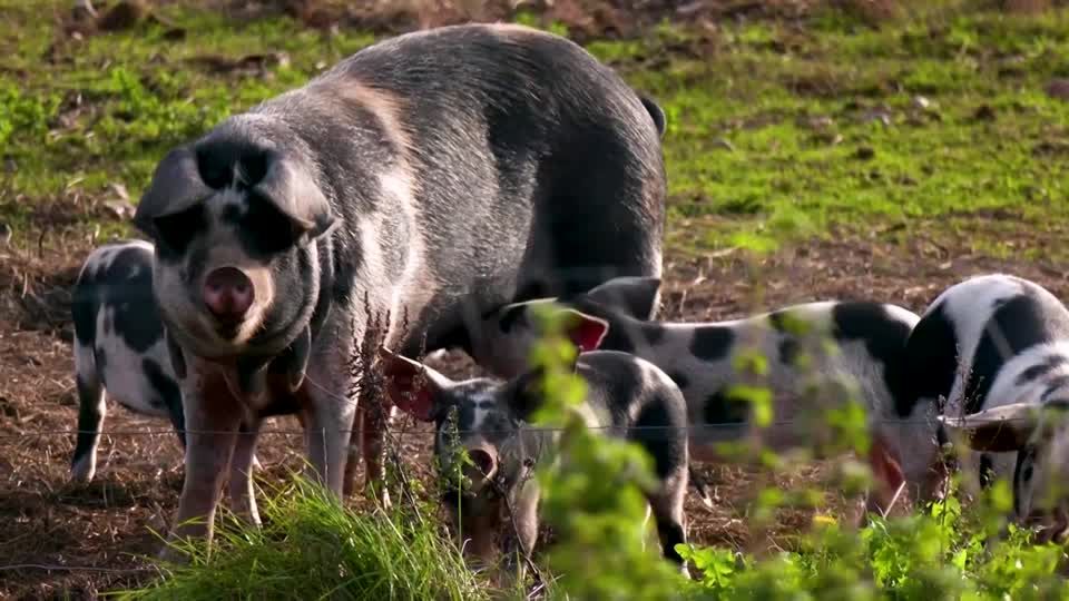 How AI is helping decode the oinks and grunts of pigs | Reuters