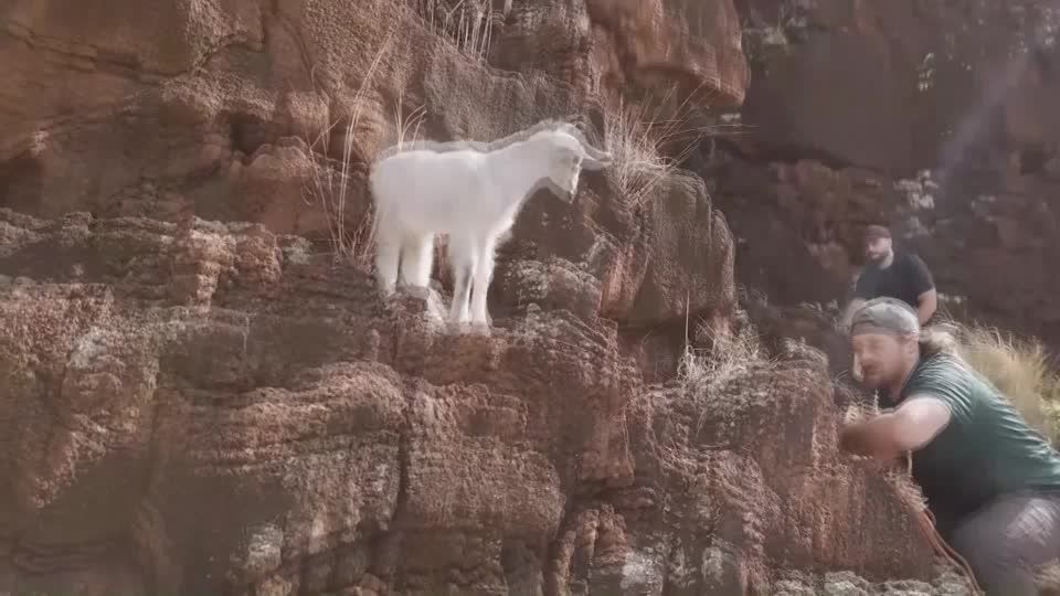 Hikers rescue baby goat stuck on cliff for days | Reuters