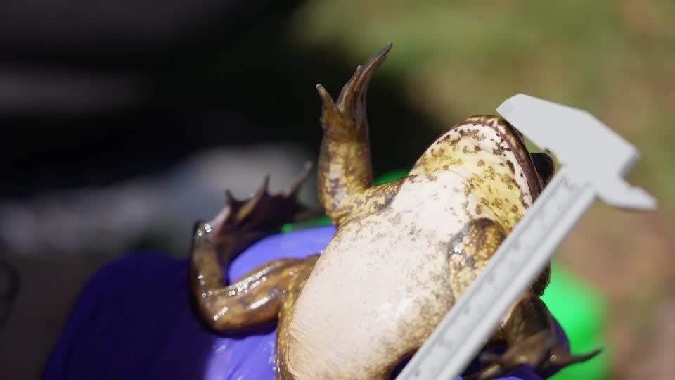 Large Chilean frog threatened by climate change, pollution | Reuters