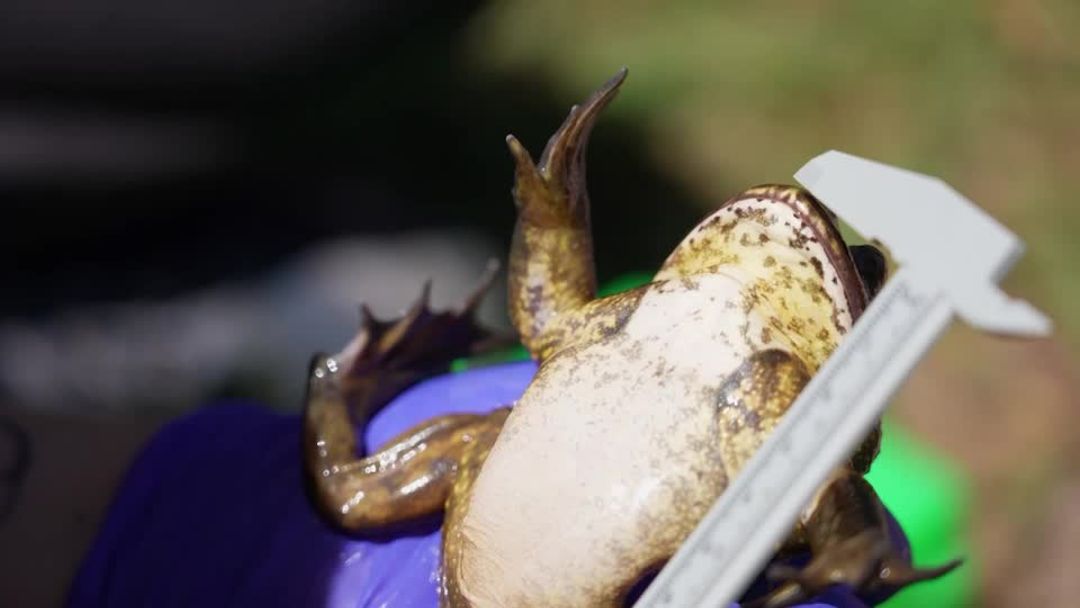Chile's giant 'living fossil' frog faces threat from climate change and ...