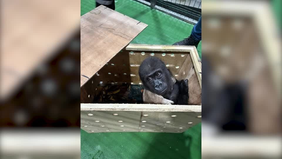 木箱に閉じ込められたゴリラの赤ちゃん、トルコの空港で発見 密輸か