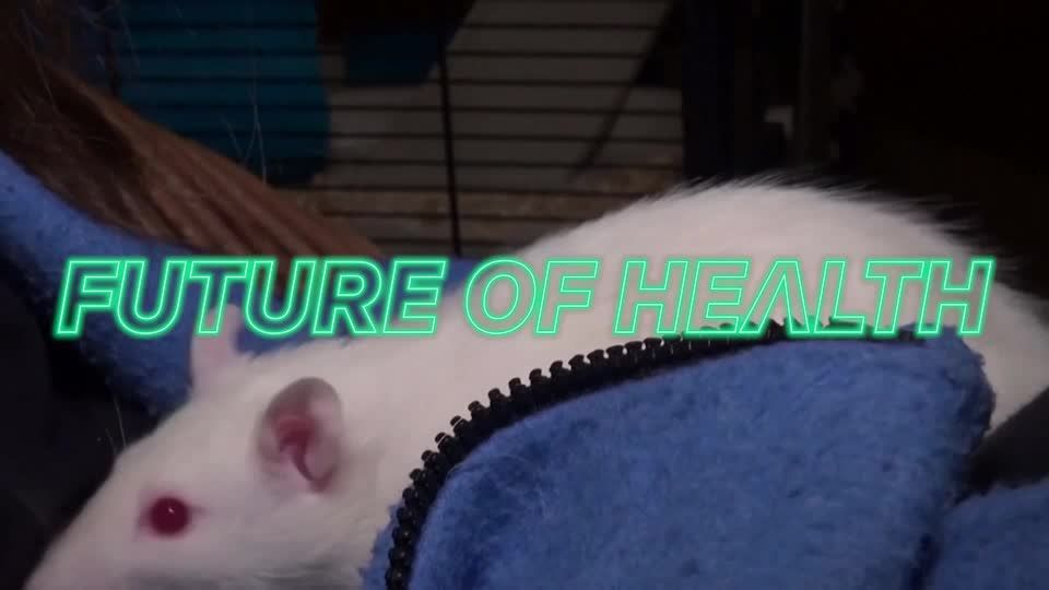 VR goggles for mice let researchers study their brains | Reuters