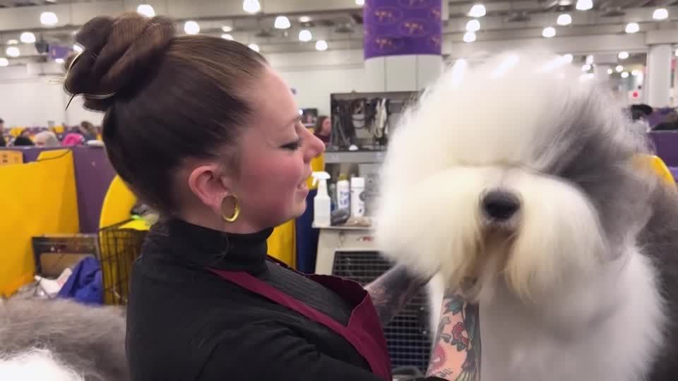 Primped and preened dogs compete at Westminster Kennel Club Dog Show ...