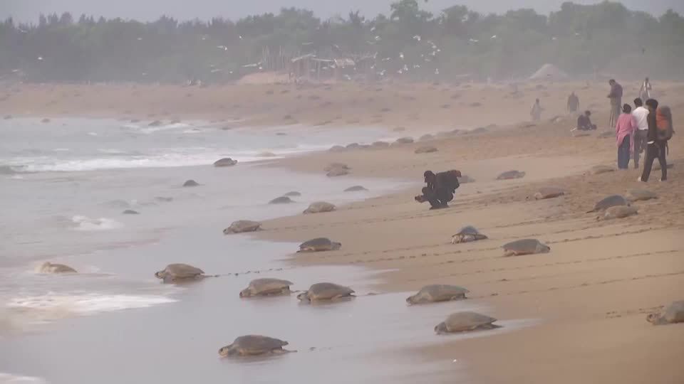 Annual mass nesting sees record 700,000 turtles on Indian beach | Reuters