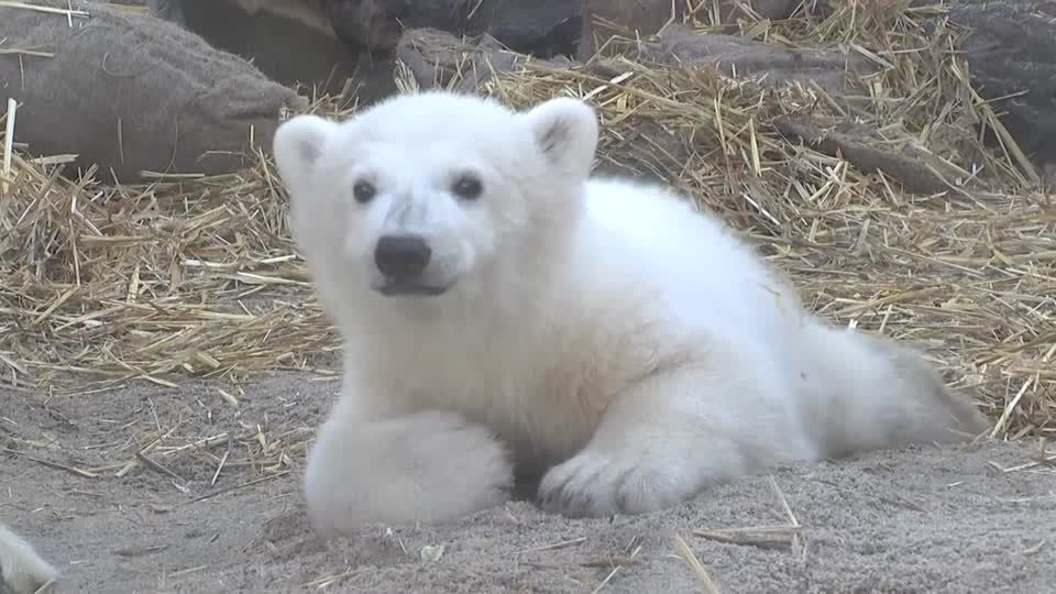 Germany's Karlsruhe Zoo shows off polar bear cub 'Mika' | Reuters