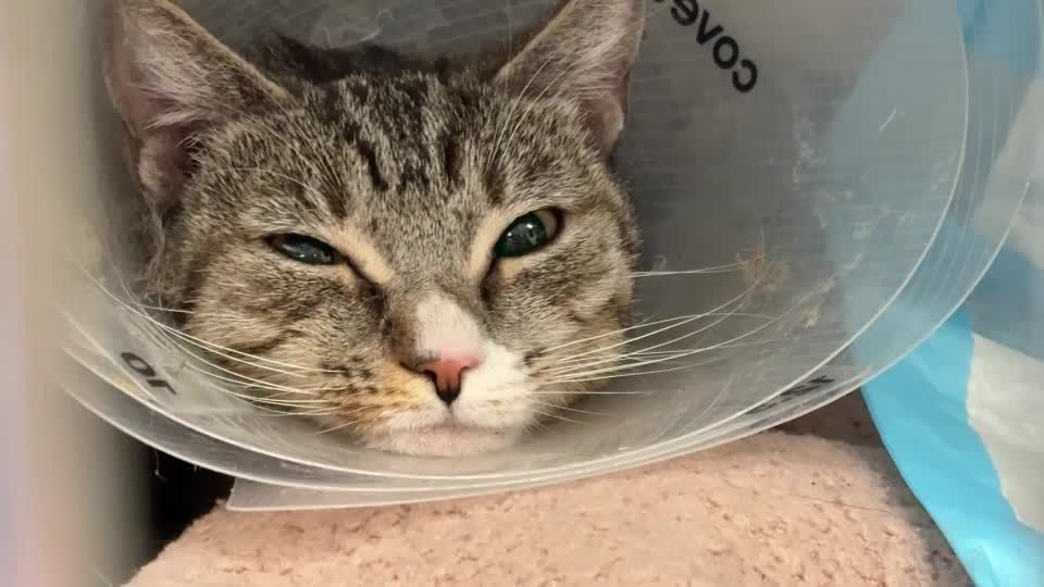 NY vets, animal advocates and lawmakers push for tougher cruelty laws