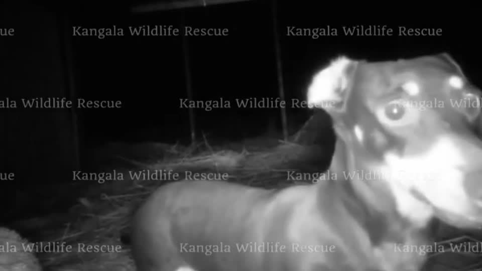 Dachshund rescued after 529 days on Australian island doing