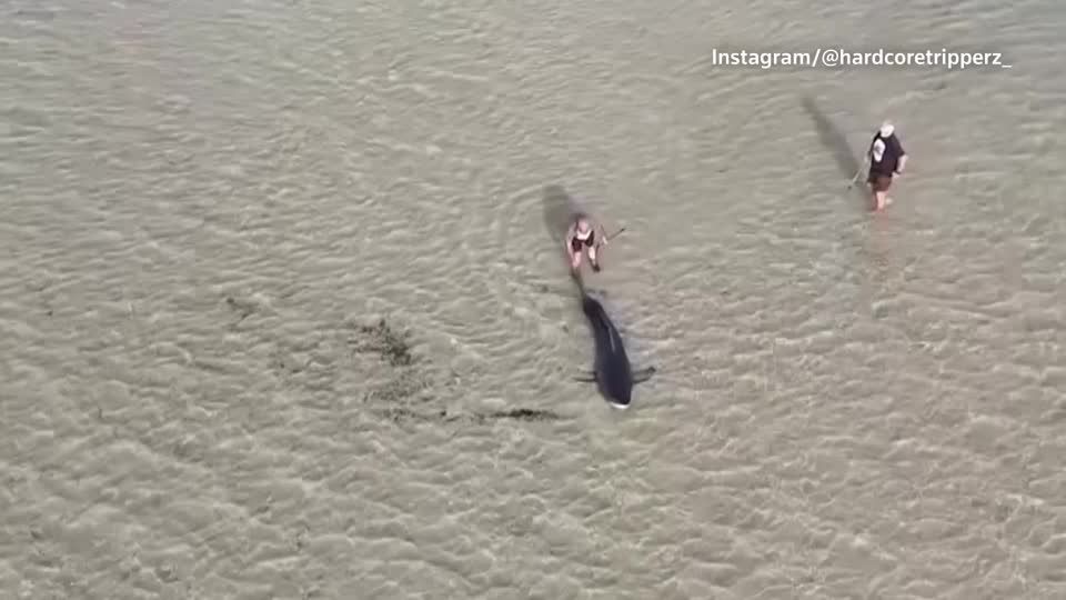 浅瀬で座礁していた約3メートルのホホジロザメを救出、オーストラリア