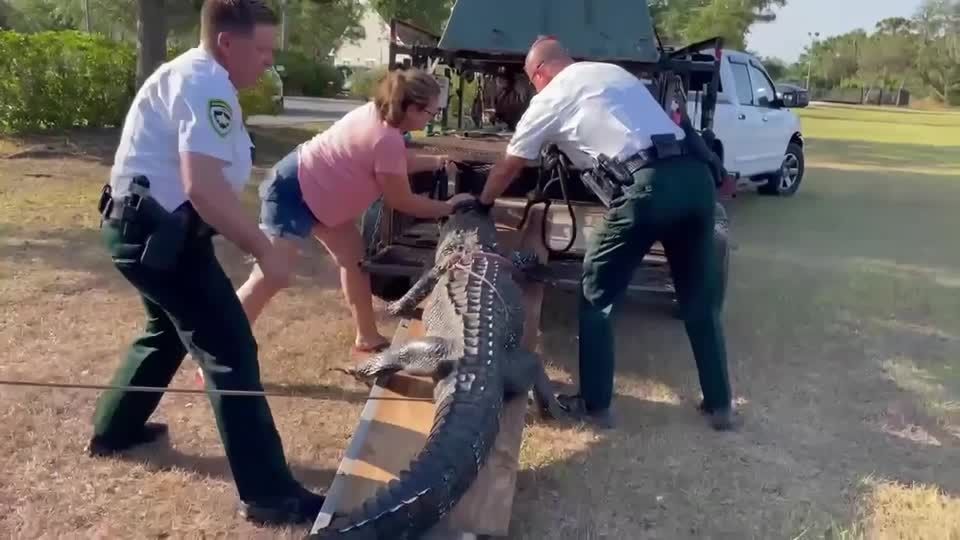 (未使用･未開封品)　ナイルワニ 88725 df5ndr3 Amazon.co.jp: ナイルワニ 88725 : おもちゃ