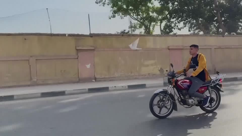 Cairo bird trainer rides motorcycle with free-flying dove in tow | Reuters