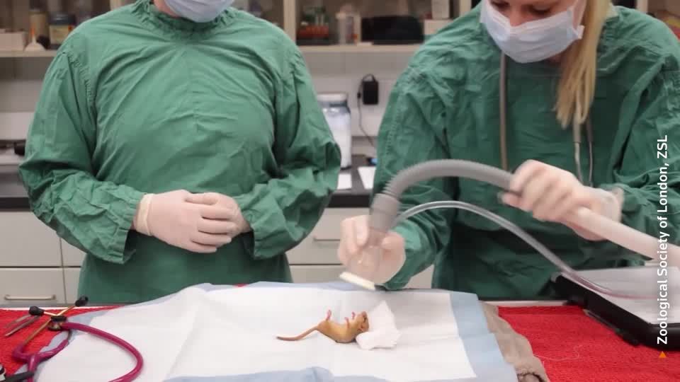 Rare dormice receive health check at London Zoo ahead of wild release ...