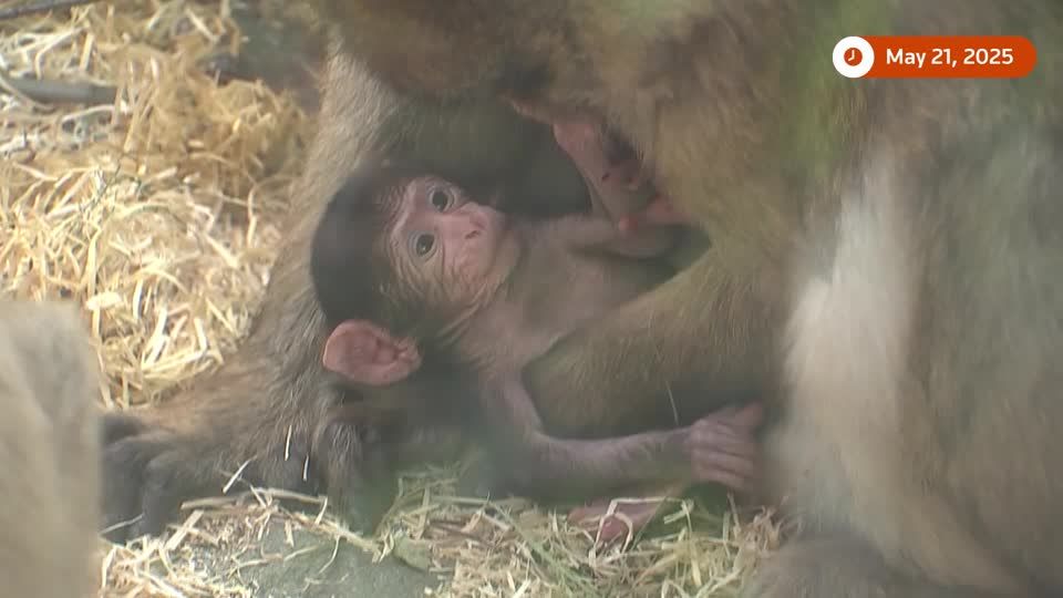 Rare twin Barbary macaque monkeys born at German zoo | ロイター