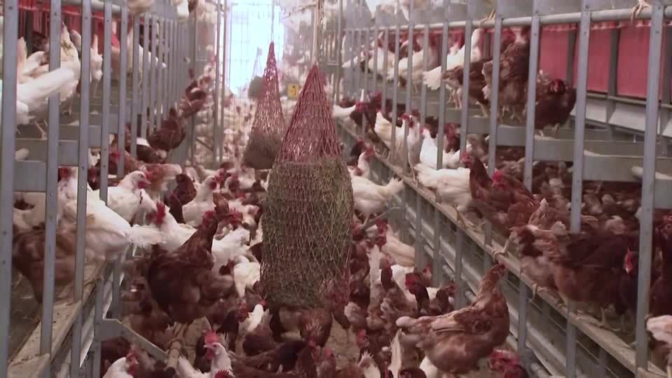 US cancels over $700 mln funding for Moderna bird flu vaccine | Reuters