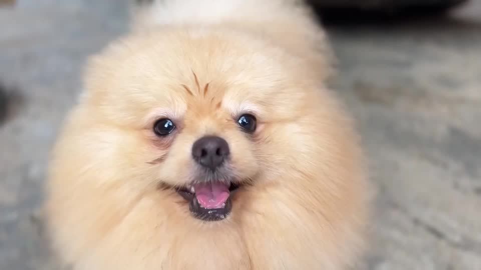 Nigeria's dog owners hit with surging pet food prices amid cost of