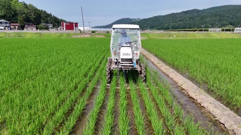 In sudden change, Japan now wants rice farmers to grow more | Reuters