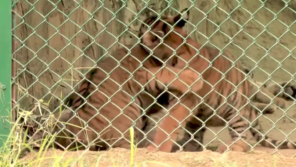 Zoo in India shows off five new tiger cubs
