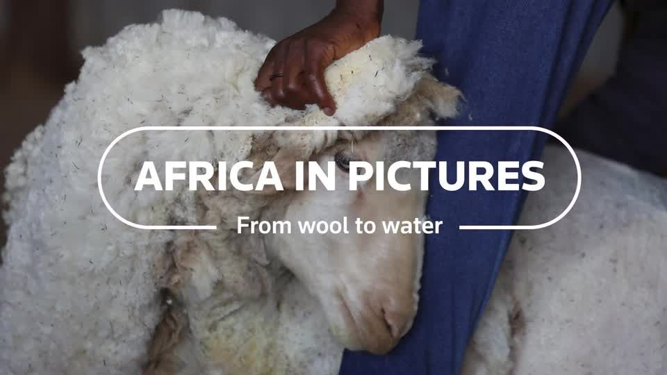 Africa in Pictures: from wool to water | Reuters