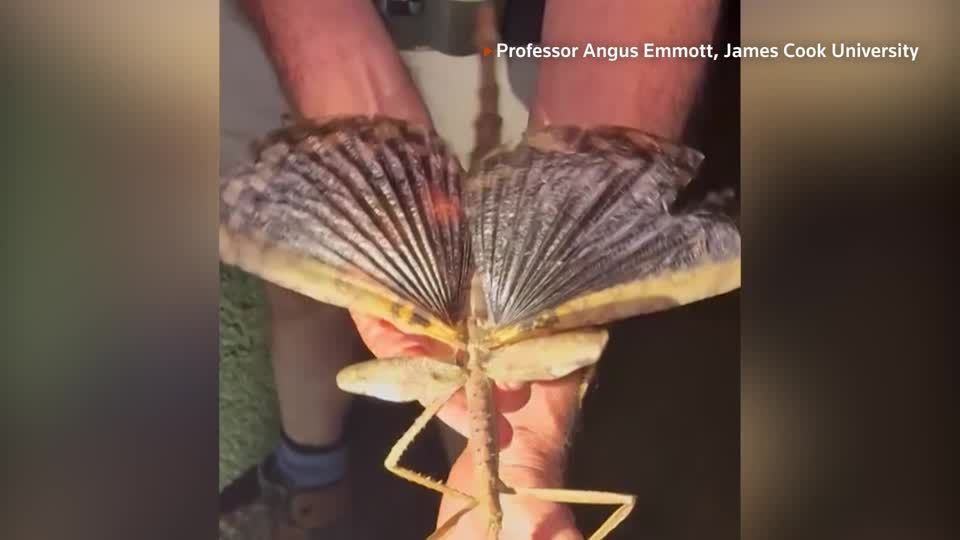 知る人ぞ知る！オーストラリアの異形ゾウムシGagatophorus！ 知る人ぞ