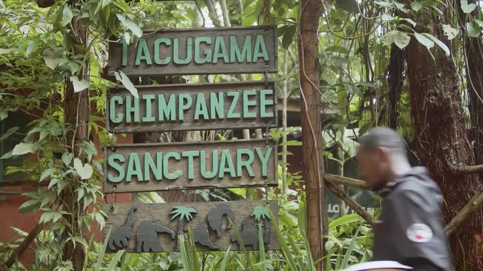 Sierra Leone chimp refuge shuts to tourists to protest deforestation