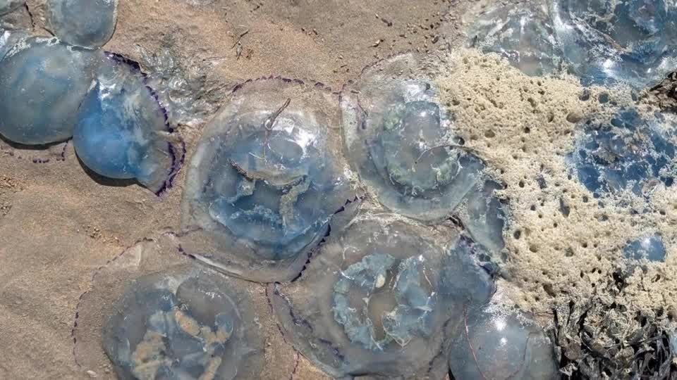 クラゲを大量に吸い込み一時停止したフランスの原発、今週中に再開へ　温暖化で水温上昇（字幕・13日）