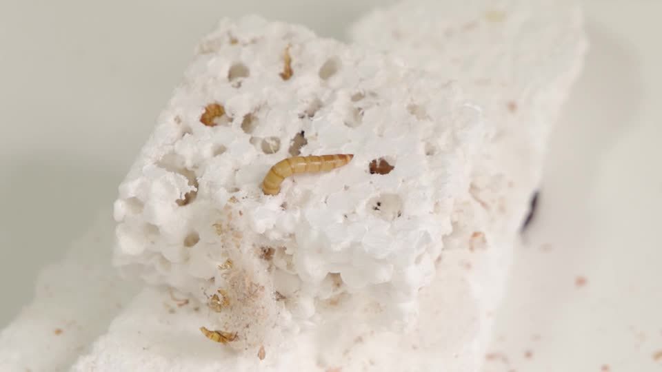 Serbian scientists experiment with mealworms to degrade polystyrene ...