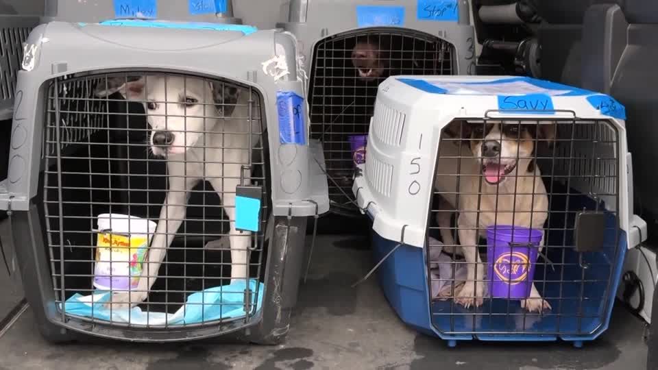 Homeless pets arrive in New Jersey to find fur-ever homes | Reuters