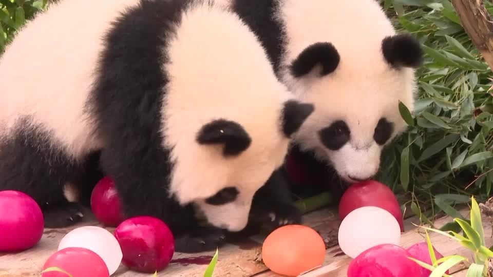 Berlin Zoo celebrates first birthday of twin baby pandas | Reuters