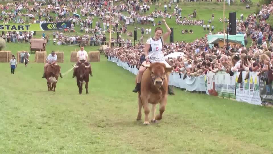Bavarian ox-riders race for victory | Reuters