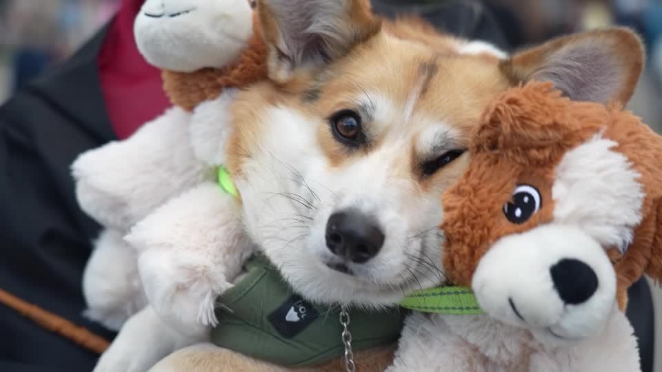 Racing corgi dogs show off speed and style in Lithuania contest | Reuters