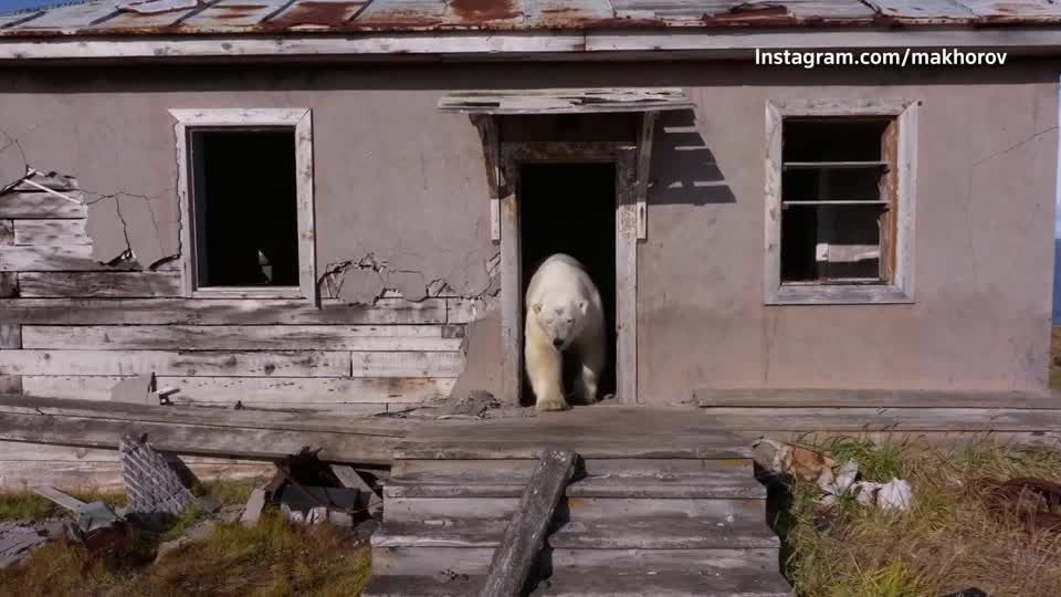 旧ソ連時代の廃墟、ホッキョクグマのすみかに ドローン映像が捉える