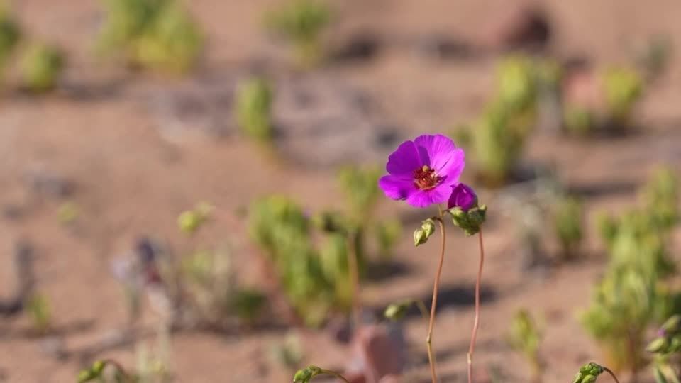過酷な砂漠に咲く小さな花、干ばつに強い農作物開発につながると期待も
