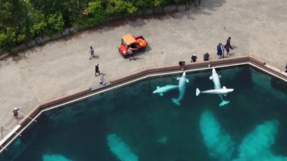 カナダでシロイルカ30頭が安楽死の危機 営業終了した水族館が支援