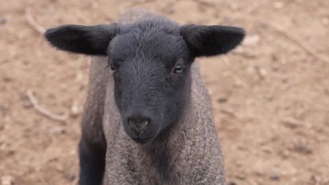 Self-sustaining farm in Chile runs on sheep poop and veggie waste