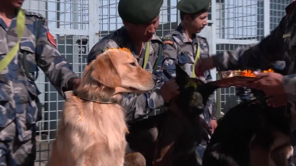 ネパールの犬祭り「ククル・ティハール」、警察犬に感謝捧げるごちそう