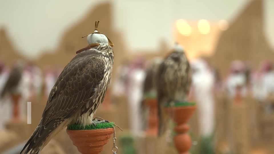 Saudi falcon auction aims to save tradition as habitats disappear | Reuters