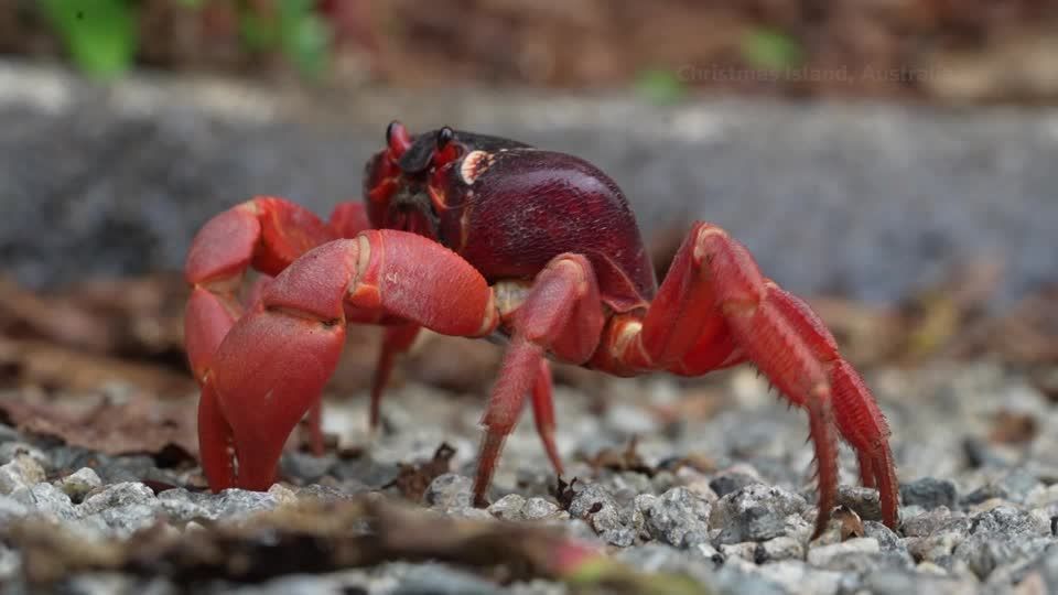 Millions of red crabs head to the sea on Christmas Island | ロイター