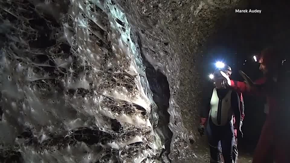 史上最大級のクモの巣、93平方メートルに11万匹 ギリシャ・アルバニア国境（字幕・8日） | ロイター