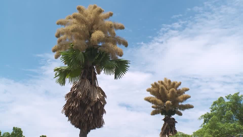 Palms that flower once in 80 years bloom in Rio de Janeiro