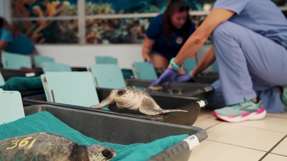Endangered sea turtles get winter refuge at Florida Keys hospital | Reuters