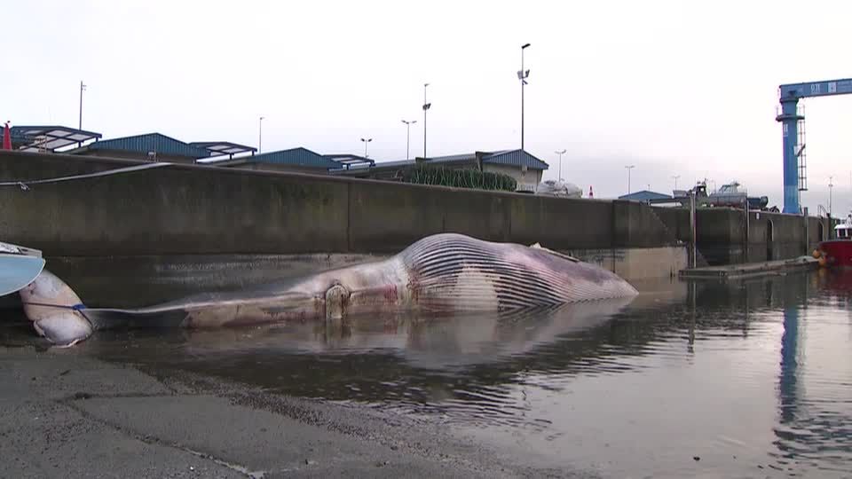 Workers remove massive dead whale found on Spanish shore