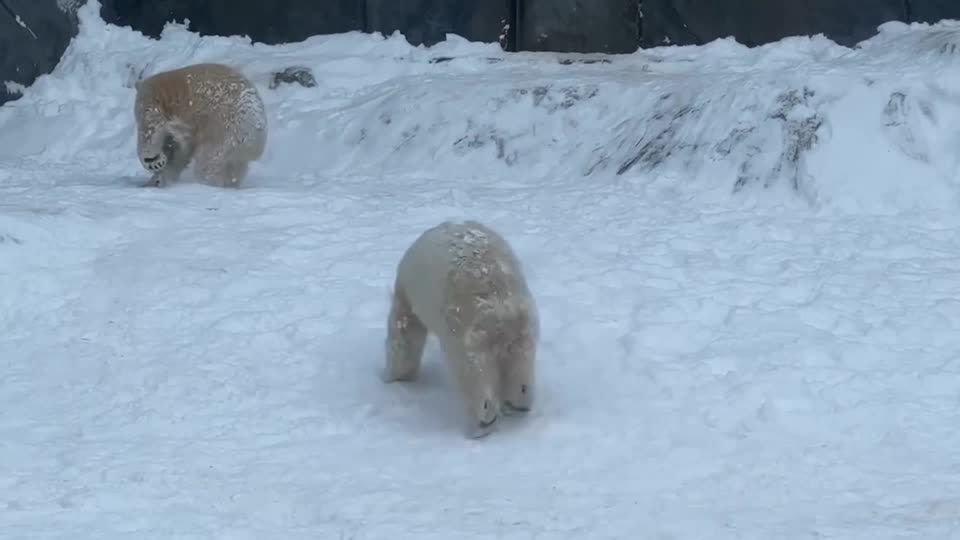 How do polar bears find their love match? Flirty play in the snow till they  drop | Aeon Videos, image size:1080x1080