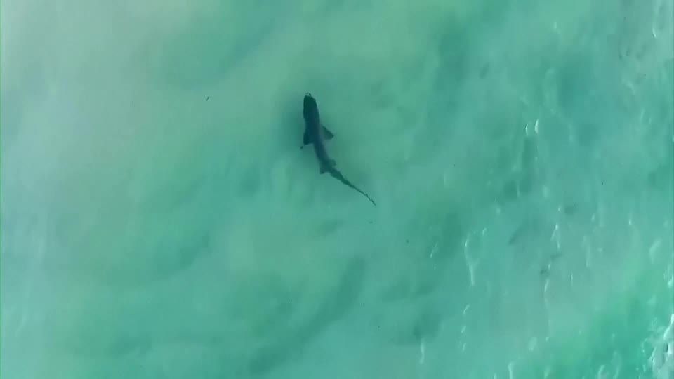 Australia shuts dozens of east coast beaches after shark attacks | Reuters