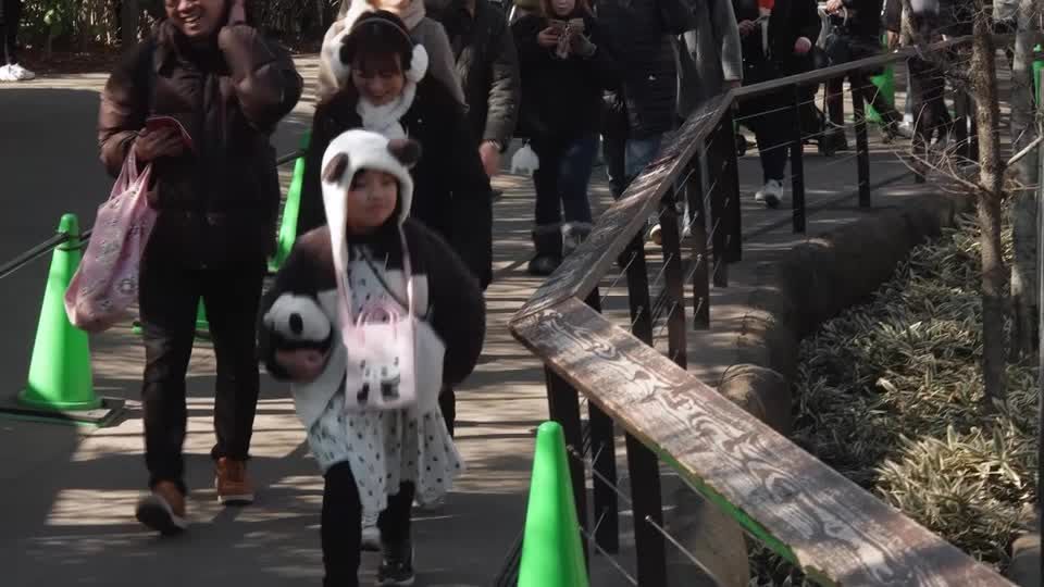 Fans say goodbye to Japan's last pandas before return to China | Reuters