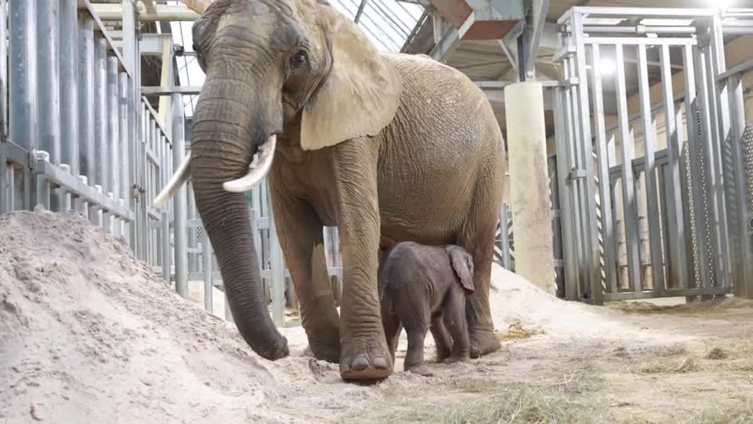 Blind elephant births 'very big' baby weighing 330 lbs in French zoo ...