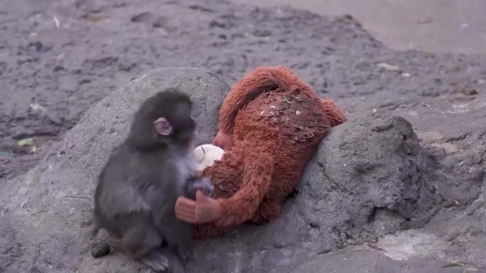 ニホンザルの赤ちゃん「パンチ」、親代わりのイケアのぬいぐるみが各国